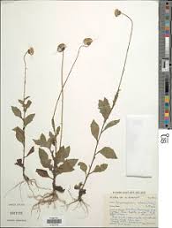 Image result for Crepidorhopalon goetzei