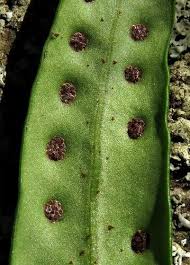 Image result for Pleopeltis macrocarpa