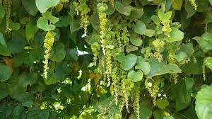 Image result for Cissampelos