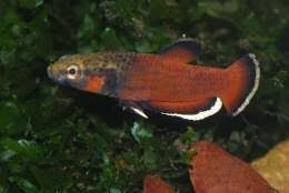 Albus (albi), significa blanco, y margo (marginata) significa margen. Betta Albimarginata Ecured