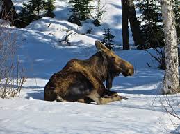 Alaska Yard Gnome Submitted By Scott Mcmurren Of Alaska Travelgram Yard Gnomes Alaska Gnomes