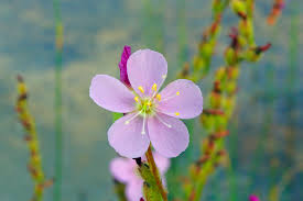 Image result for Syngonanthus welwitschii