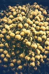 The name is often mispronounced english: Longan Definition And Meaning