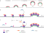 Clathrin coated pit