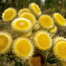Image result for Helichrysum stenopterum