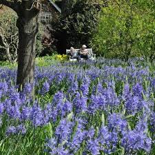 Camassia Leichtlinii Blue Danube Damp Shade Shade Plants Shade Garden Planting Flowers