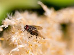 Image result for Fly Bite