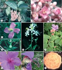 Image result for Andropterum