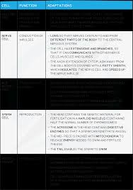 We did not find results for: Specialised Cells Cie Igcse Biology Revision Notes