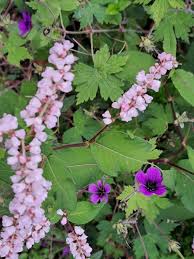 Image result for Persicaria