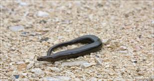 These legless lizards are also sometimes called common slowworms. Trachtige Blindschleiche Anguis Fragilis Nordjura Foto Bild Tiere Wildlife Amphibien Reptilien Bilder Auf Fotocommunity