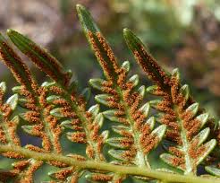 Image result for Dennstaedtiaceae