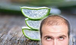 Some aloe vera hair mask recipes online call for blending the gel with other ingredients, but it's best to leave it on its own. Hair Loss Treatment Rubbing Aloe Vera Gel Could Help Strengthen Follicles For Hair Growth Express Co Uk