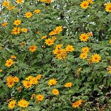 Image result for Tithonia