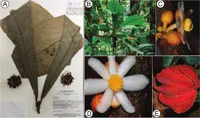 Image result for Achariaceae
