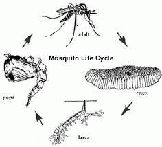 Mosquito Minnesota Pollution Control Agency