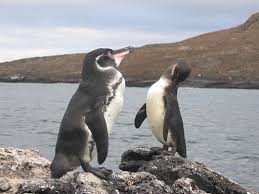 Galapagos penguin has black plumage on the head and dorsal side of the body. Resurgence Of The World S Rarest Penguin Conservation Articles Blogs Cj