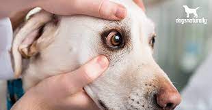 Why Are My Dog S Eyes Red 10 Causes Of Red Eyes Dogs Naturally
