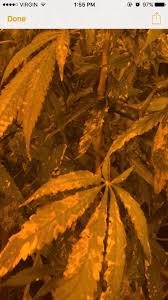 Cal Mag Plus Problem Please Help Thcfarmer Cannabis