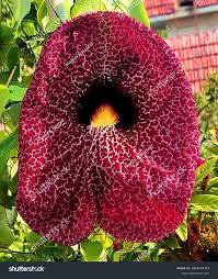 Image result for Aristolochia littoralis