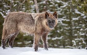 Yellowstone Wolf Project Yellowstone Forever