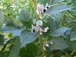 Pierfrancesco favino (roma, 24 agosto 1969) è un attore e doppiatore italiano. Favino Da Sovescio Come Quando E Perche Coltivarlo