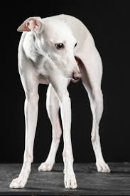 Stunning Whippet Pequeno Lebrel Italiano Razas De Perros