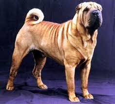 Ireland Chinese Shar Pei Breeders Grooming Dog Puppies Reviews Articles Muamat