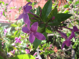 Image result for Eranthemum laxiflorum