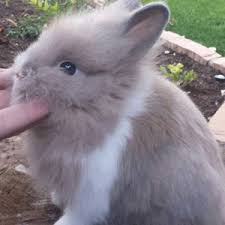 The lionhead rabbit is so majestic and extraordinary, she can barely be believed. Lionhead Rabbit Colors And Varieties Marked