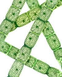 The cells of spirogyra are cylindrical containing spiral chloroplast. Spirogyra Habitat Structure Reproduction And Germination Of Zygospore Online Biology Notes