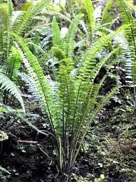 Image result for Asplenium barteri