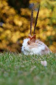 If so, watch this video to learn all about your pet bunnies behavior and why they do the things they do! Lionhead Rabbits Complete Guide To Care Lifespan Breed Info And Faqs Northern Nester