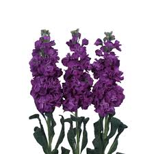 Image result for Matthiola