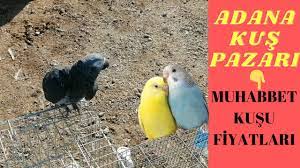 muhabbet kusu bit ve parazit icin kesin cozum nedir youtube