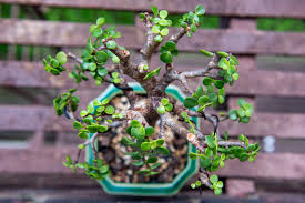 Image result for Acacia afra