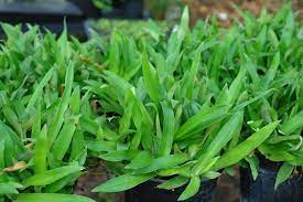 Rumah siti khadijah adalah sebuah rumah pemulihan akhlak untuk remaja bermasalah yang ingin kembali ke pangkal jalan. Tidak Ramai Yang Tahu Khasiat Rumput Beijing Beijing Grass Rumput Siti Khadijah Untuk Rawatan Kanser Dan Detox Petua Tradisional Seisi Keluarga Dan Moden