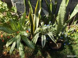 Le coin des bonnes affaires vente de laptop et accessoire, tablette et smartphone au meilleur prix alger kouba 16 produits. Outils De Jardinage Tondeuse D Occasion Reunion Leboncoin