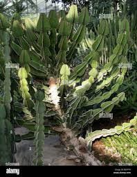 Image result for Euphorbia cooperi