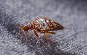 Bed bugs are considered a public health pest, but unlike most pests, bed bugs are not known to carry diseases. Blog Why You Should Call The Professionals At The First Sign Of Bed Bug Problems In Your Huntsville Home