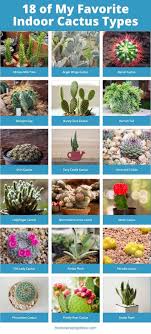 In the absence of light, the cacti will be etiolated. 23 Of My Favorite Indoor Cactus Plants And Types Photos Home Stratosphere
