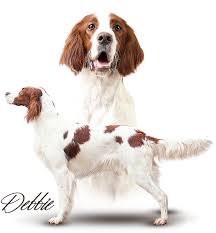 Image result for irský červenobílý setr