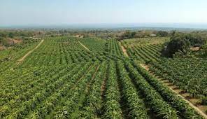 Digitalisasi pertanian menuju era baru wujudkan ketahanan pangan. Ekspor Naik Produk Hortikultura Indonesia Di Jalur Hijau