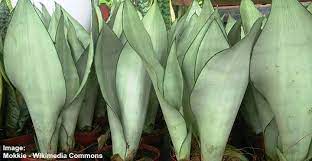 Check spelling or type a new query. 19 Types Of Snake Plants Sansevieria Varieties With Care And Growing Tips