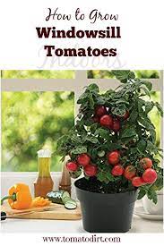 How To Grow Windowsill Tomatoes Indoors Growing Tomatoes Indoors Tomato Garden Growing Tomato Plants
