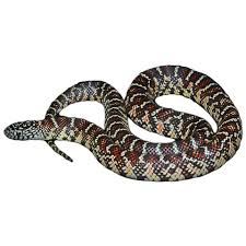 Buy Brooksi Kingsnakes
