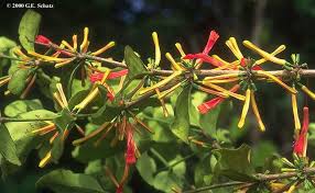 Image result for Helixanthera schizocalyx