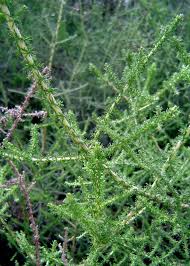 Image result for Stoebe