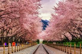 Flowering trees such as crape myrtle and magnolia can be magnificent additions to the residential landscape. Best Cherry Blossom Cities In The World Where To See Cherry Blossoms