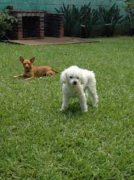 Chihuahua French Poodle
